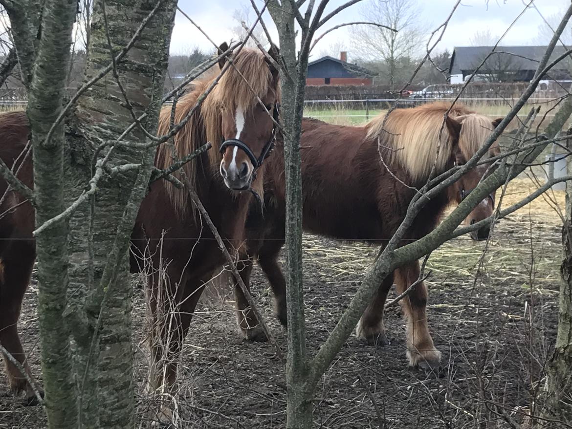 Islænder Freydís fra Otgaarden billede 17