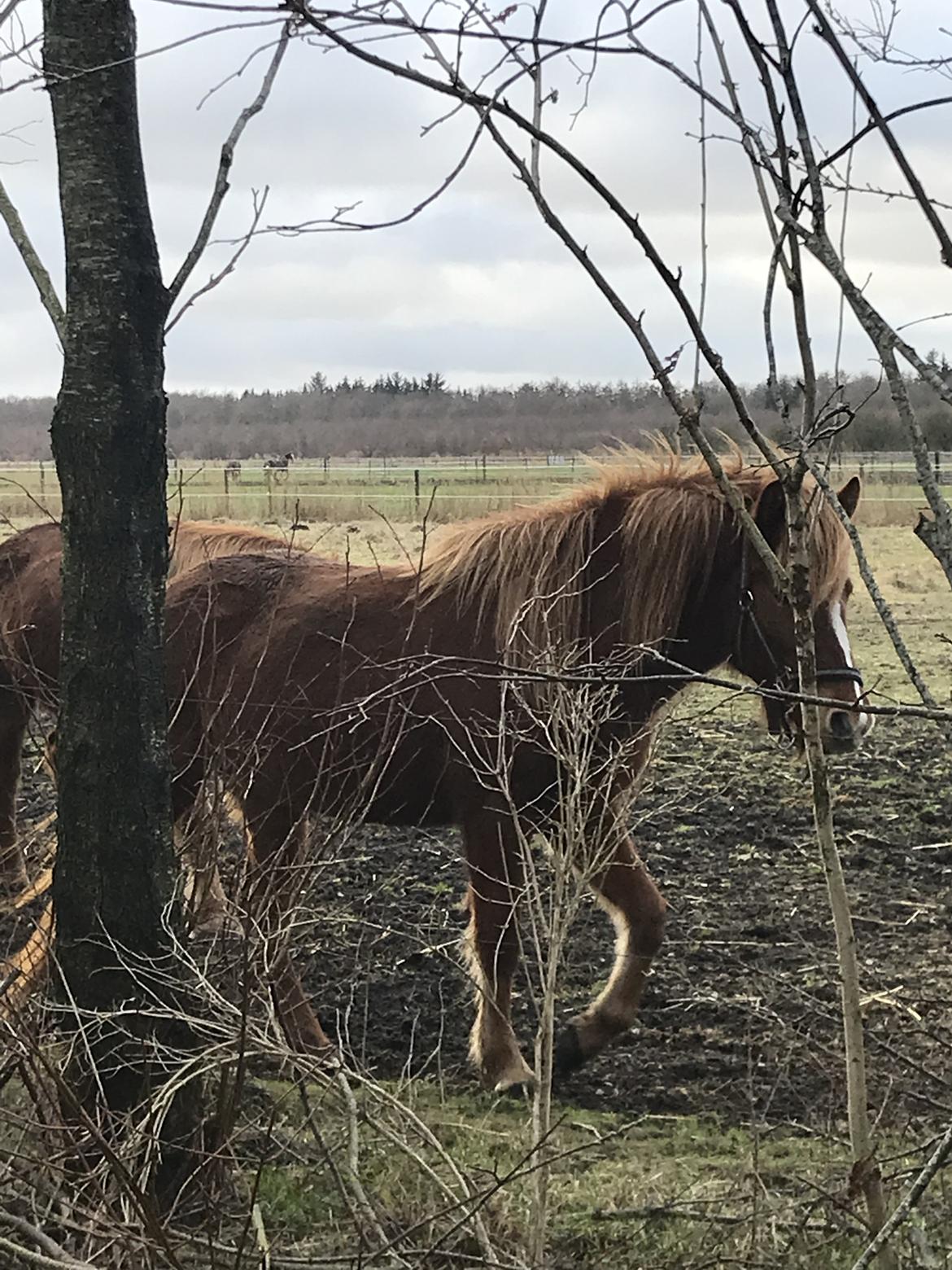 Islænder Freydís fra Otgaarden billede 16