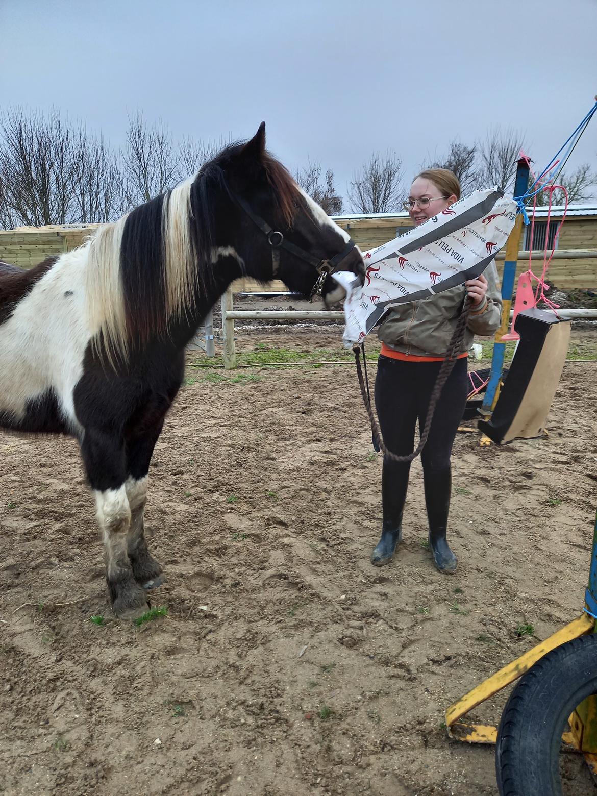 Irish Cob Crossbreed Ask billede 11