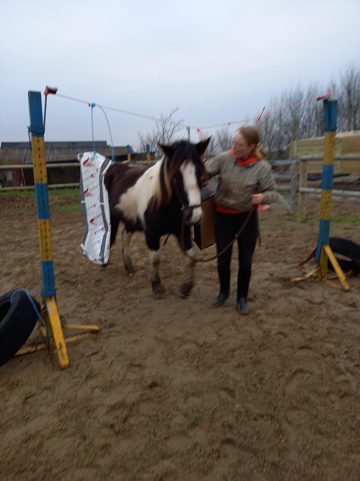 Irish Cob Crossbreed Ask billede 12