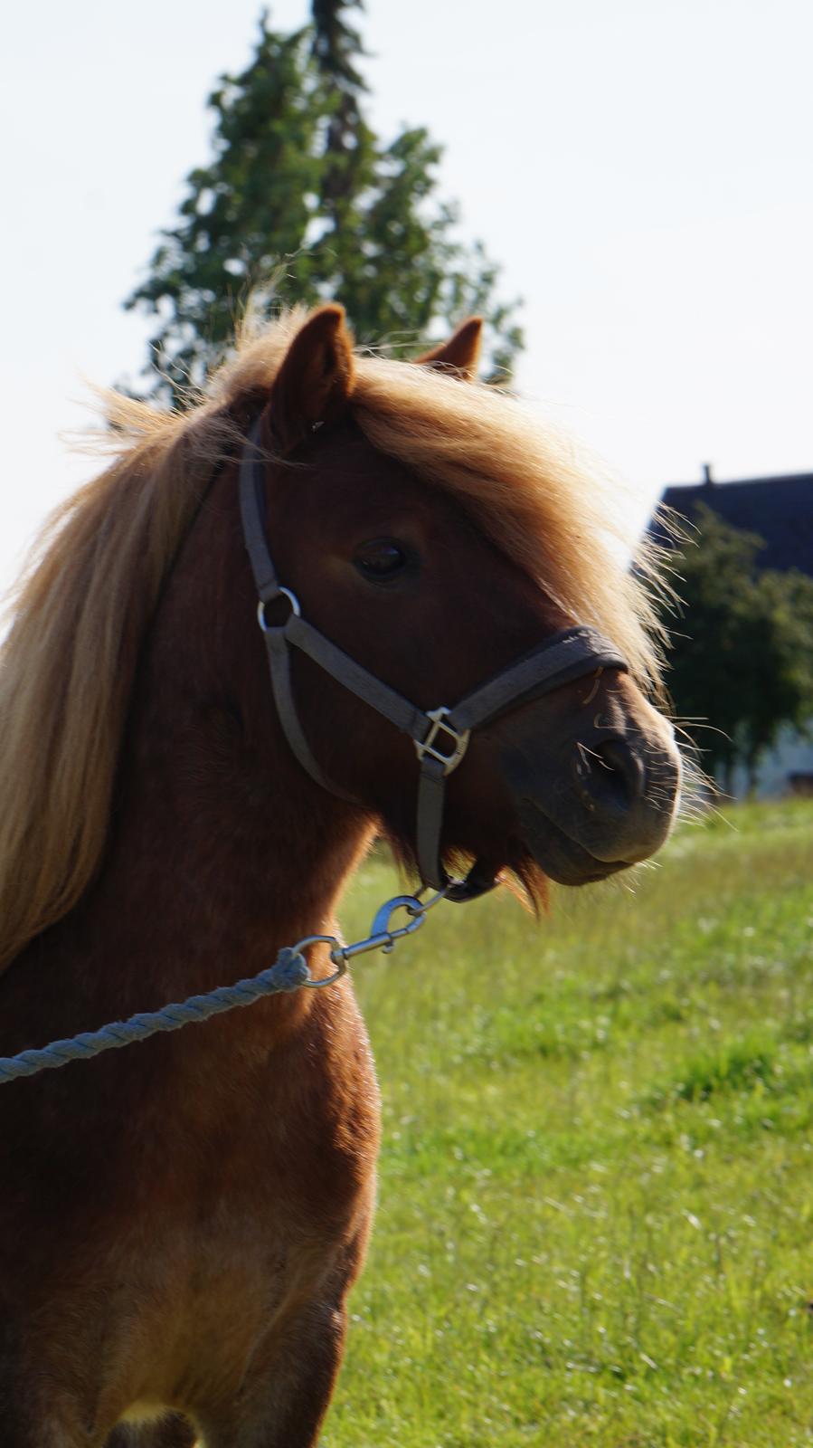 Shetlænder Egedals Rolf (Tidligere hest) billede 1