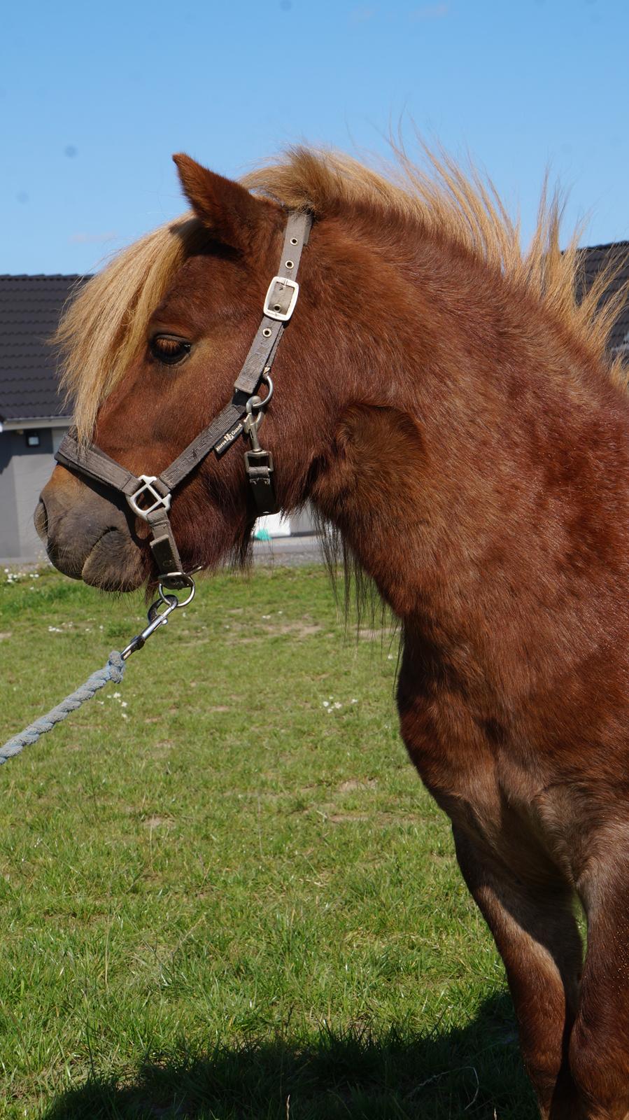 Shetlænder Egedals Rolf (Tidligere hest) billede 10