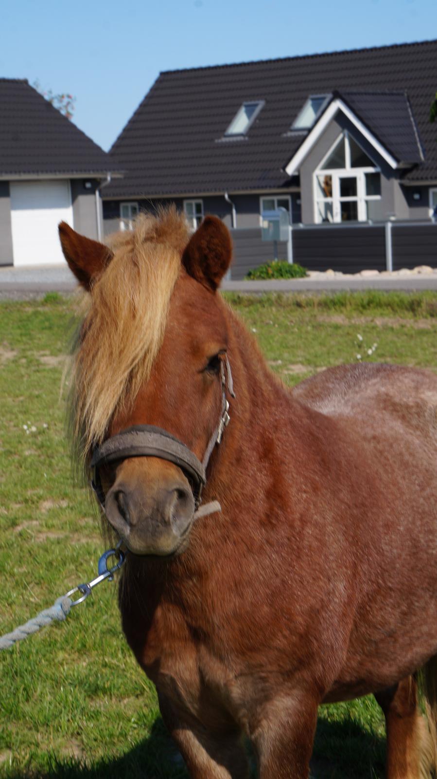 Shetlænder Egedals Rolf (Tidligere hest) billede 12