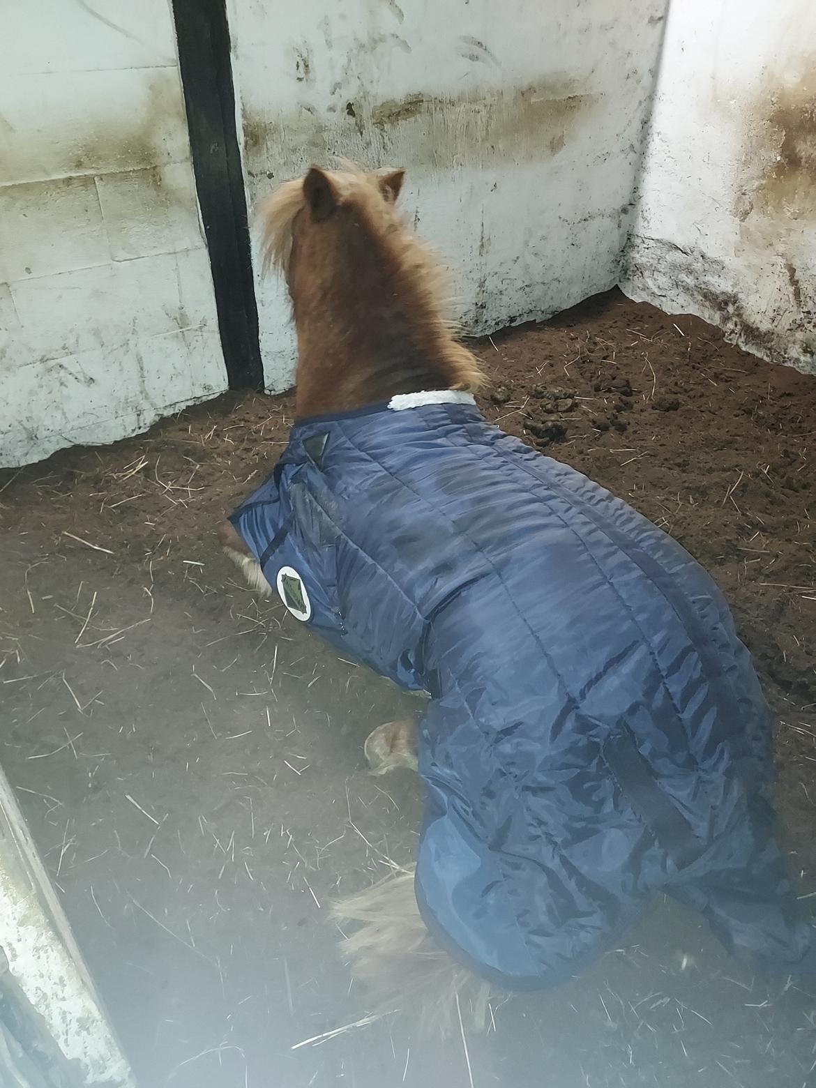 Shetlænder Egedals Rolf (Tidligere hest) billede 9