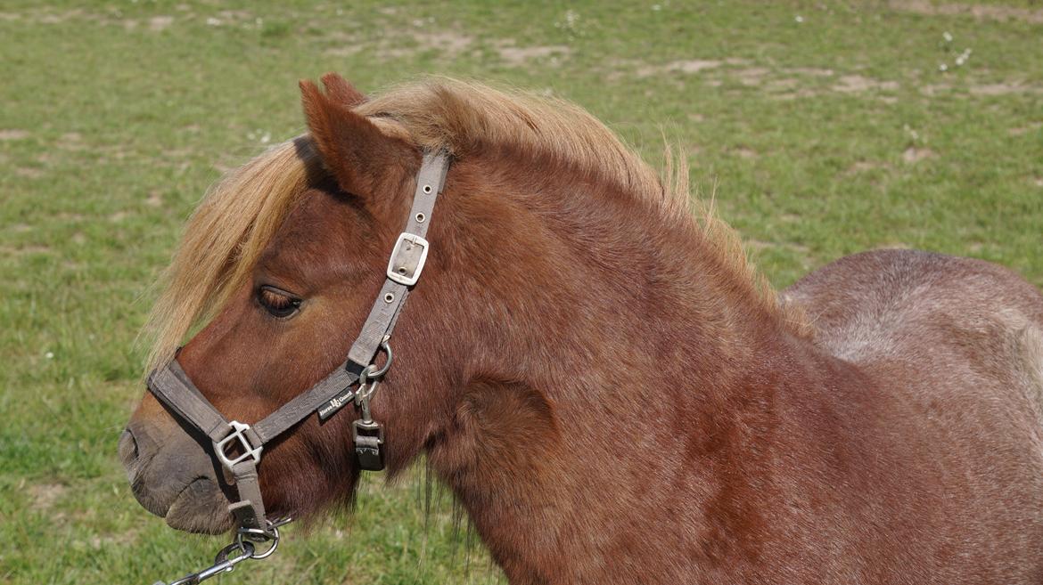 Shetlænder Egedals Rolf (Tidligere hest) billede 3