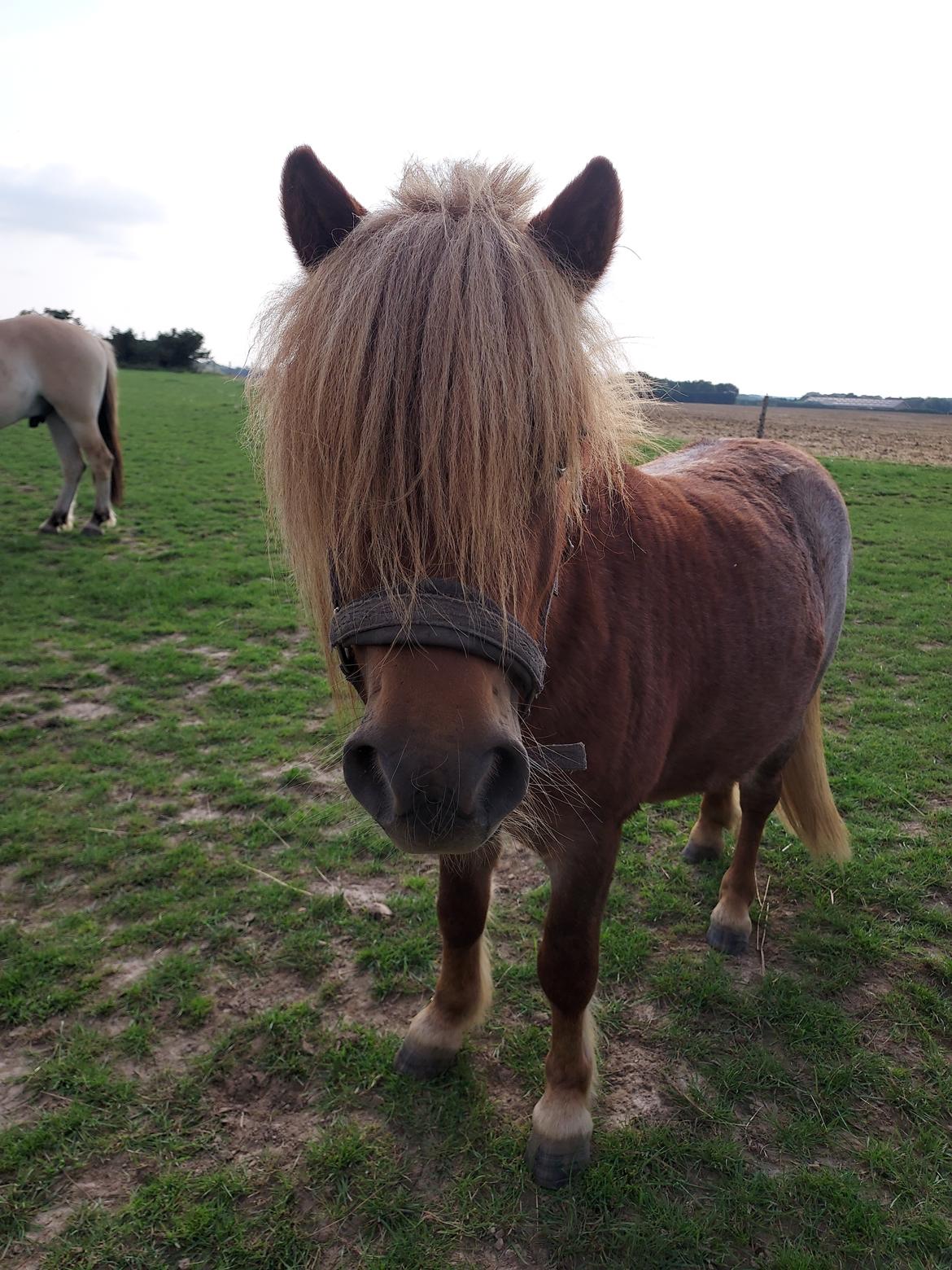 Shetlænder Egedals Rolf (Tidligere hest) billede 7