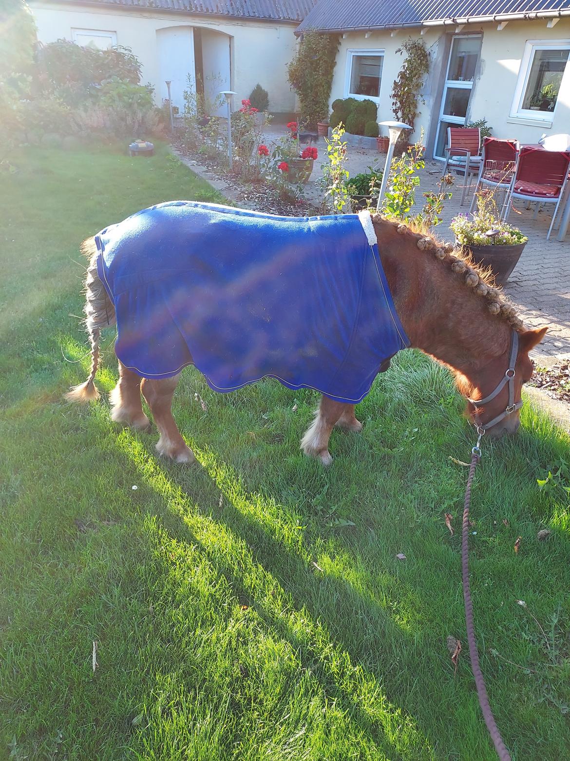 Shetlænder Egedals Rolf (Tidligere hest) billede 4