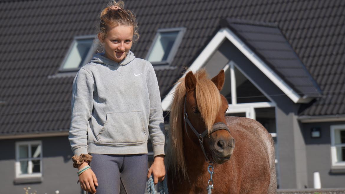 Shetlænder Egedals Rolf (Tidligere hest) billede 6