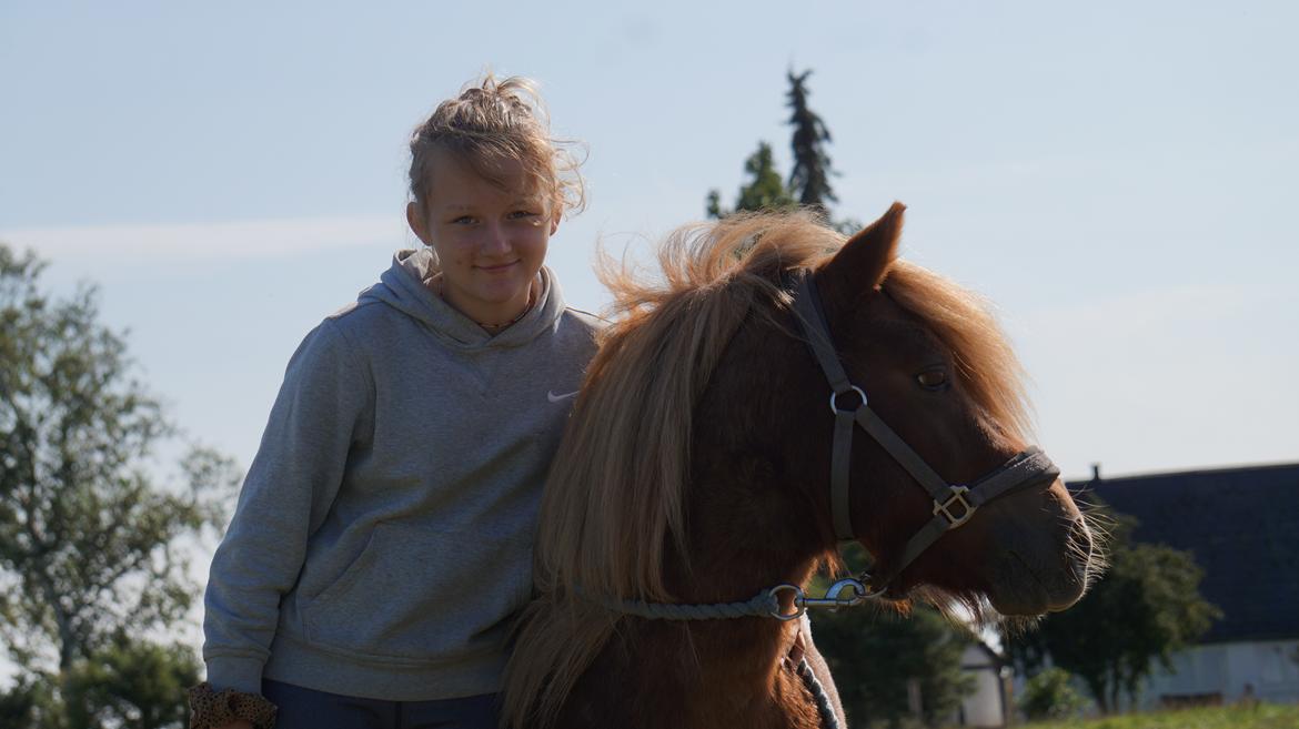 Shetlænder Egedals Rolf (Tidligere hest) billede 14