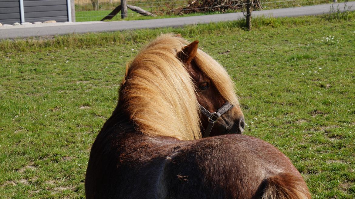 Shetlænder Egedals Rolf (Tidligere hest) billede 8