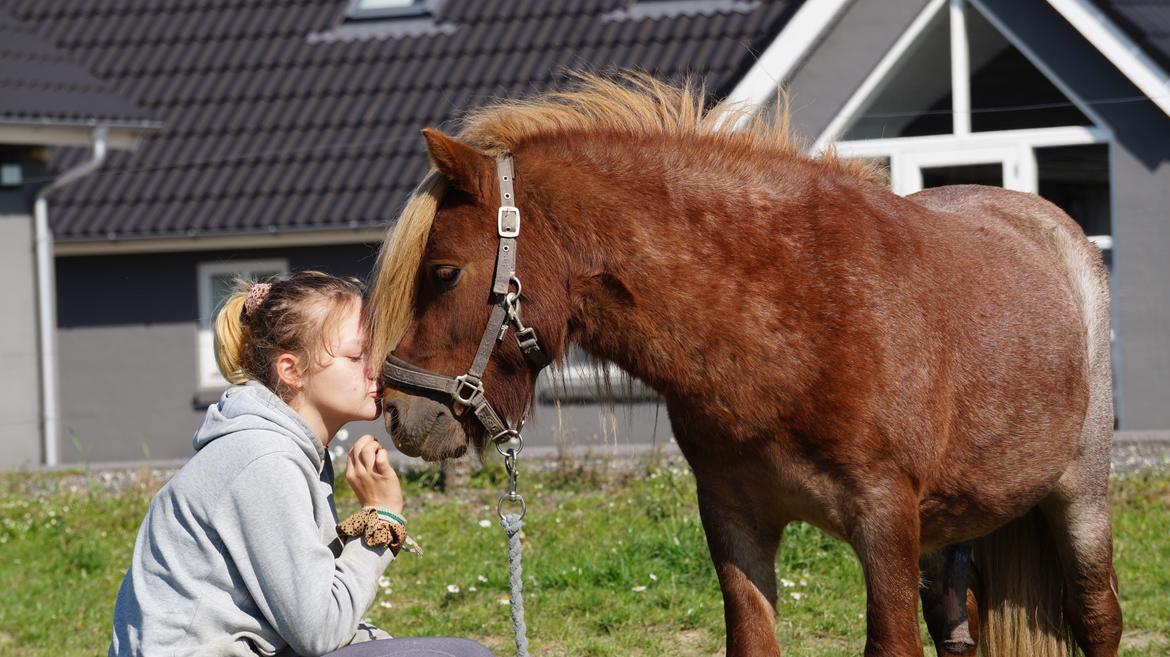 Shetlænder Egedals Rolf (Tidligere hest) billede 13