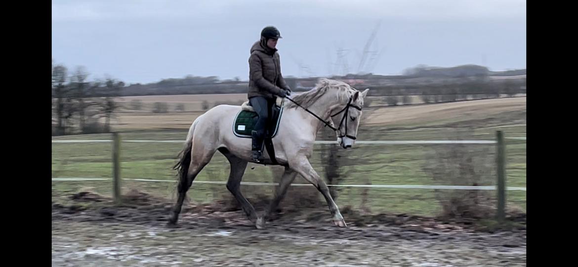 Frederiksborg Sia Fay billede 13