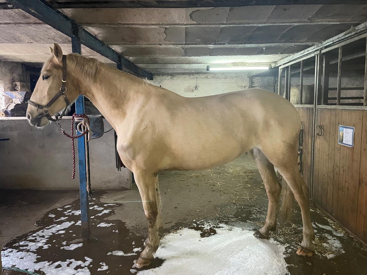 Frederiksborg Sia Fay billede 11