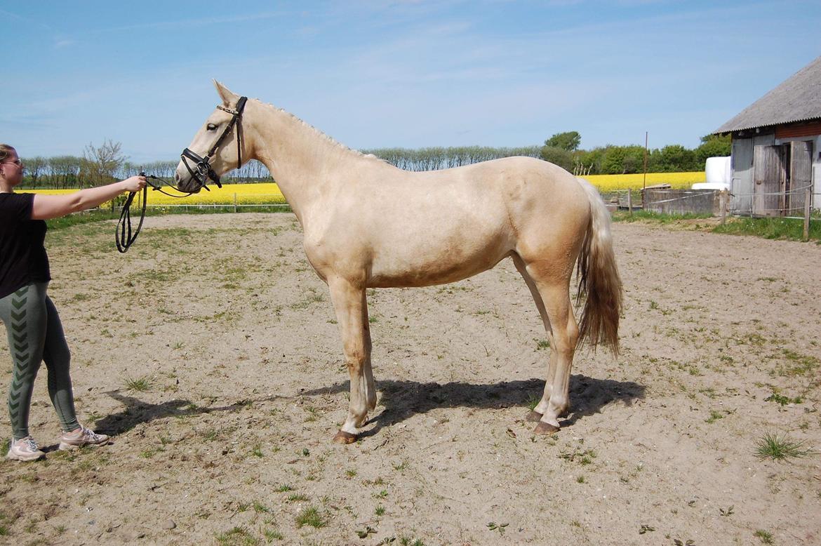 Frederiksborg Sia Fay billede 1