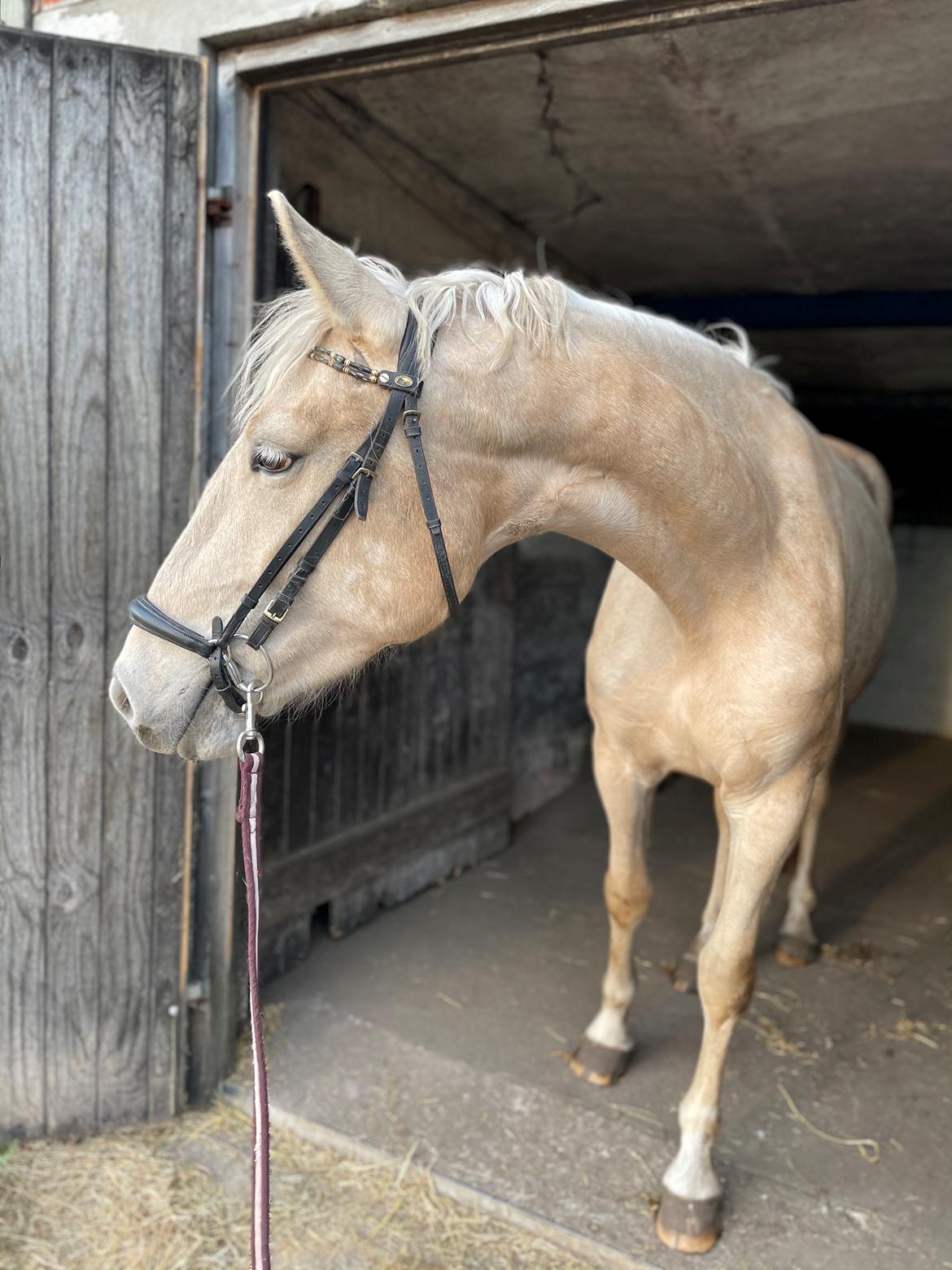 Frederiksborg Sia Fay billede 2