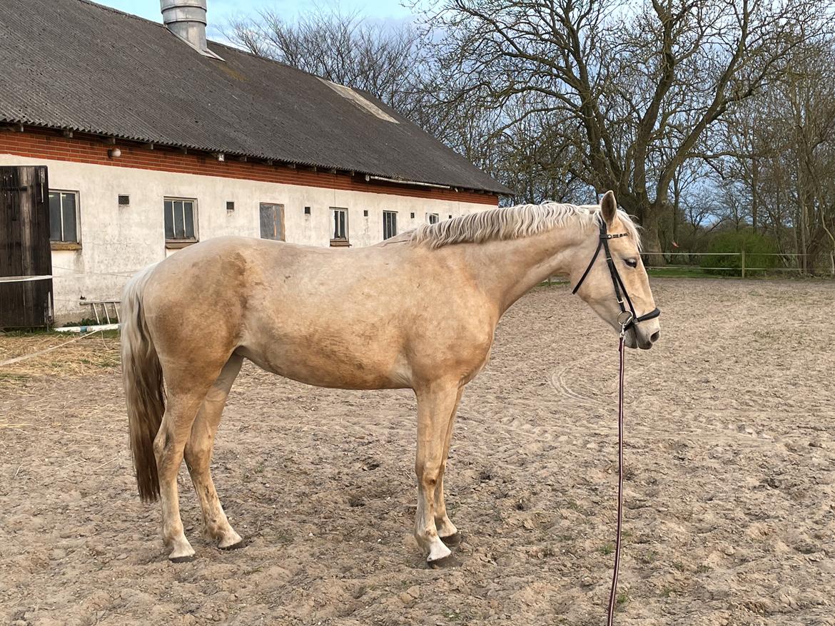 Frederiksborg Sia Fay billede 3