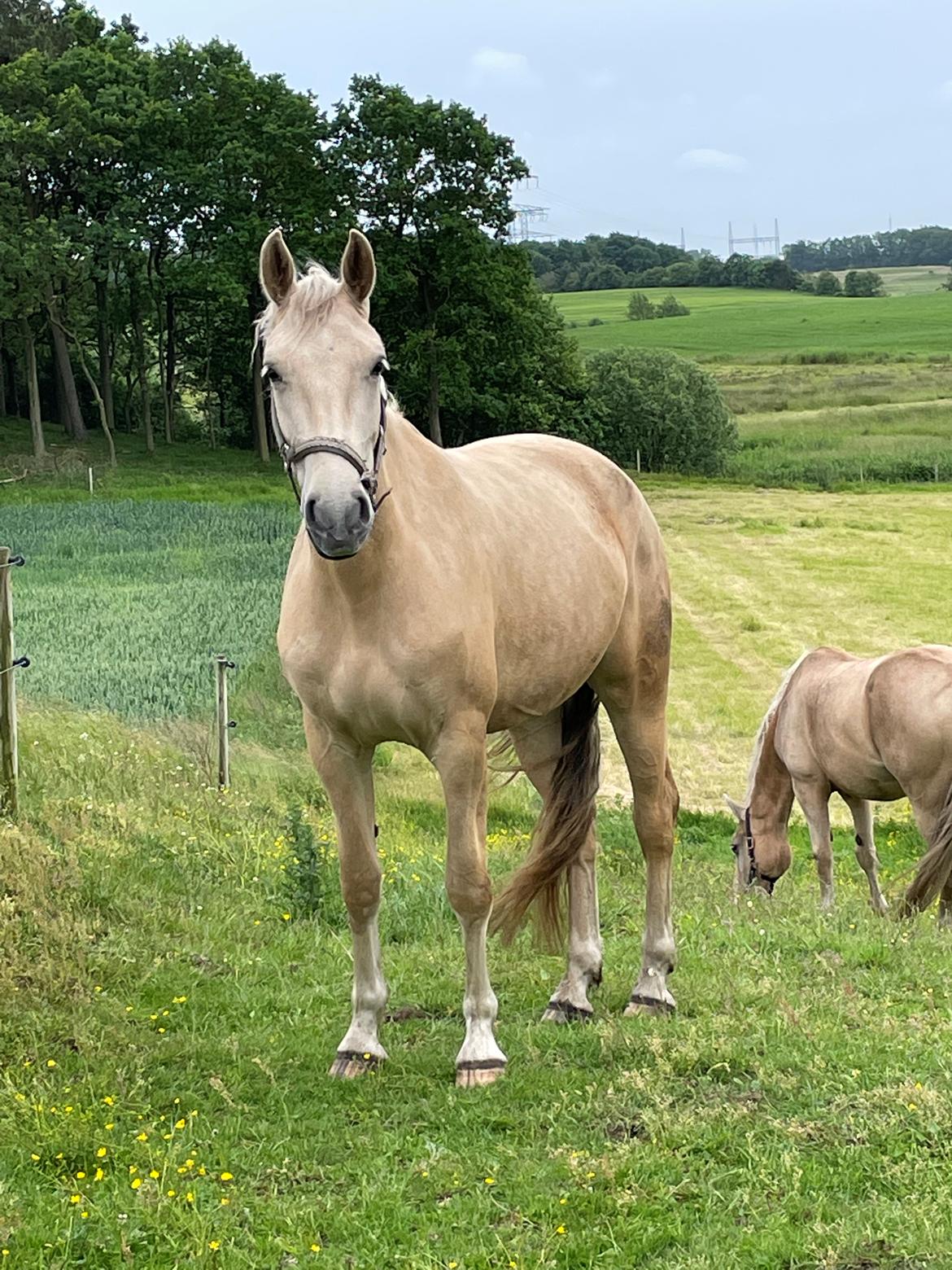 Frederiksborg Sia Fay billede 4