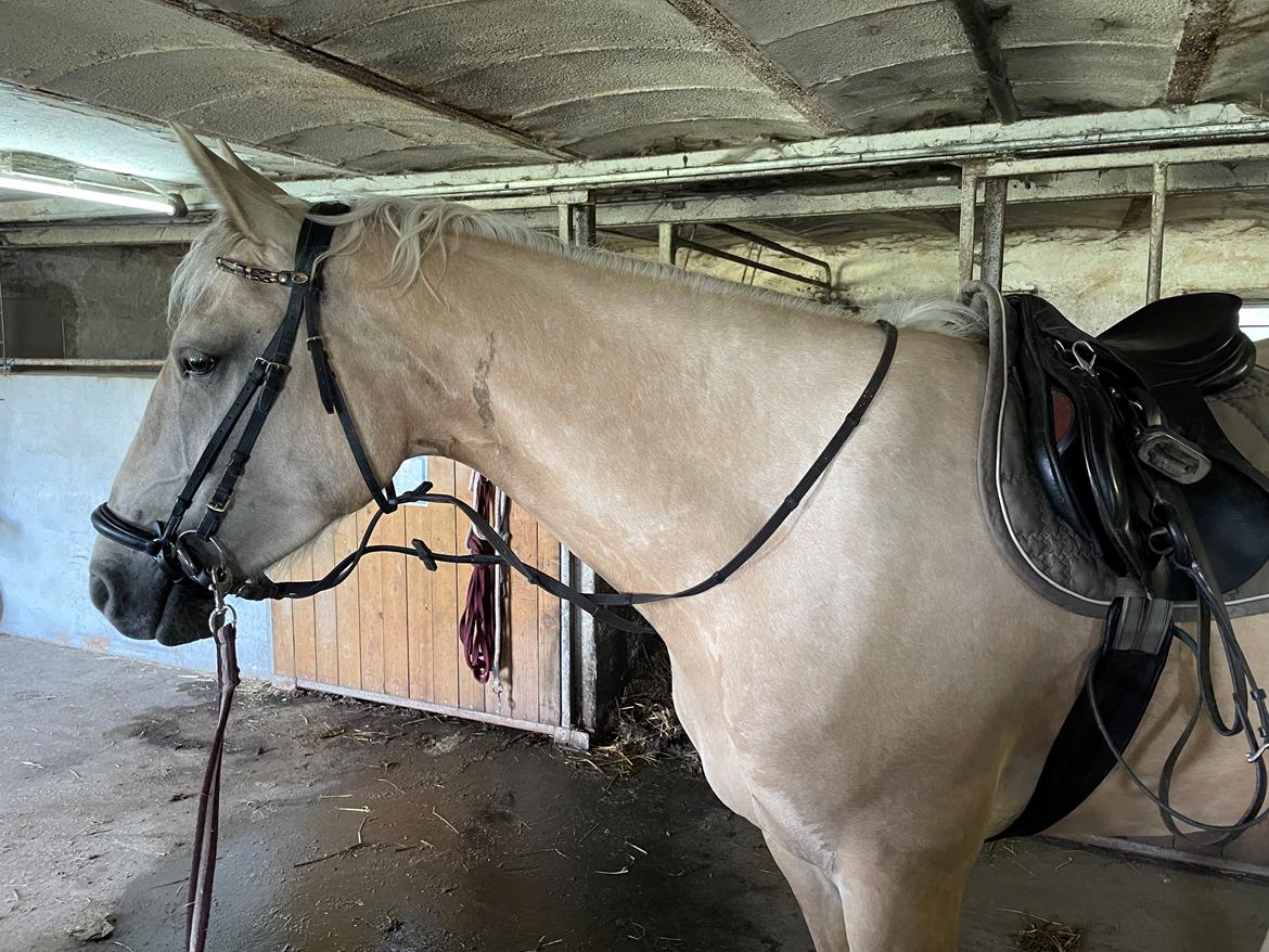 Frederiksborg Sia Fay billede 5