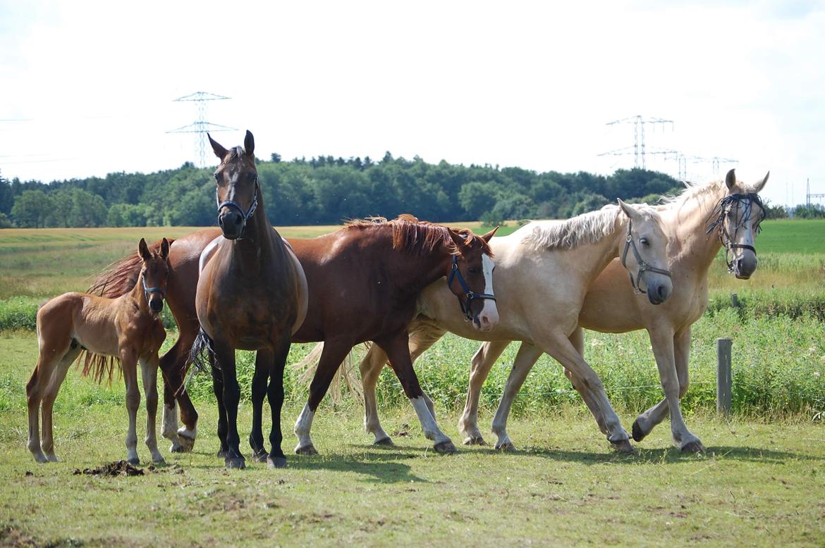 Frederiksborg Sia Fay billede 6