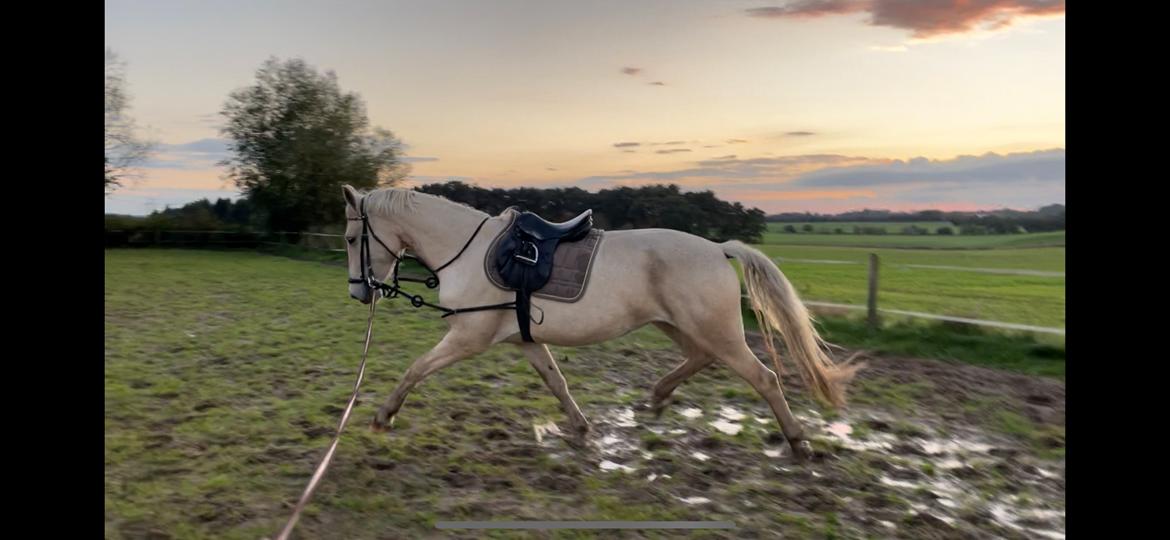 Frederiksborg Sia Fay billede 7