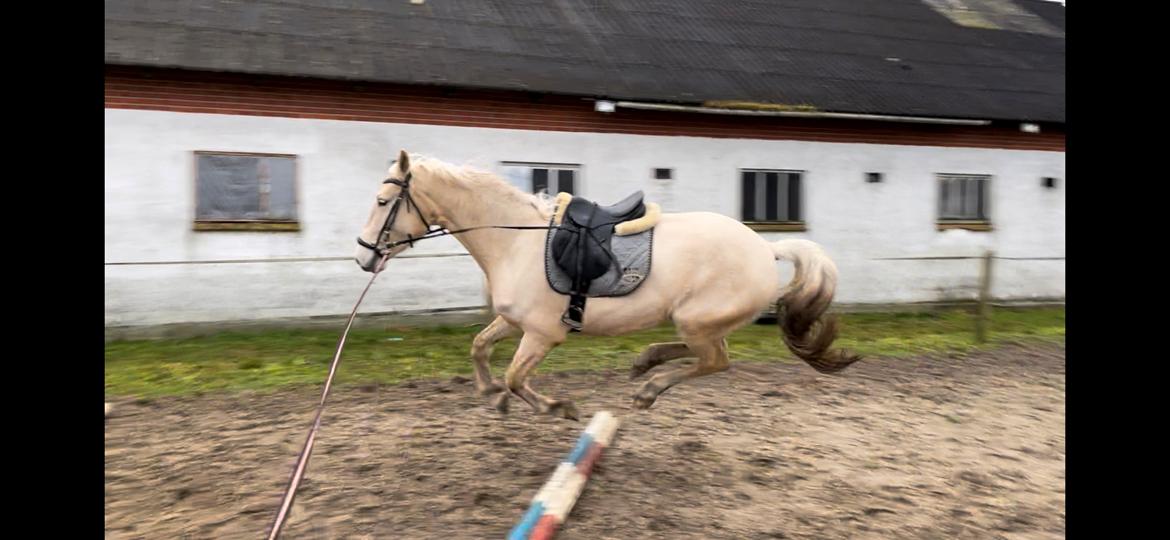 Frederiksborg Sia Fay billede 9