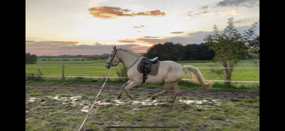 Frederiksborg Sia Fay billede 8