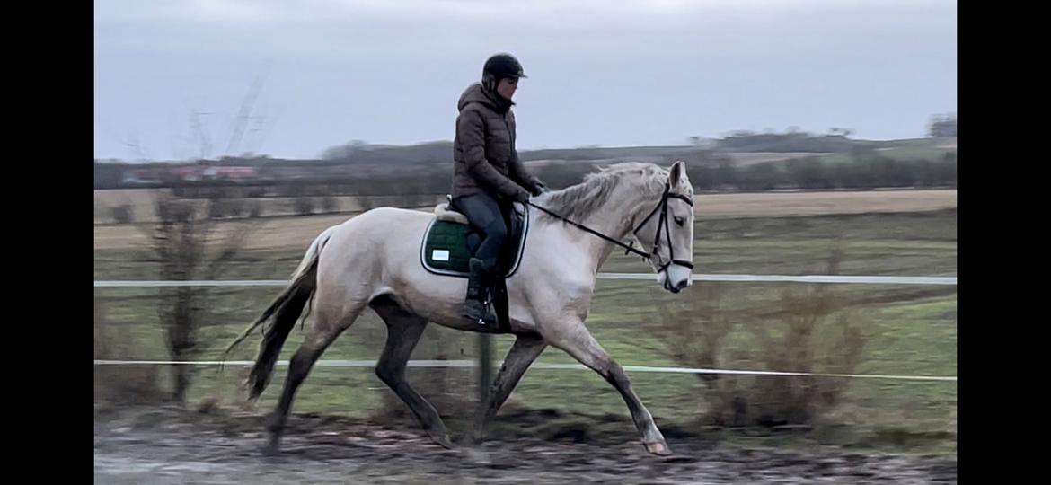 Frederiksborg Sia Fay billede 12