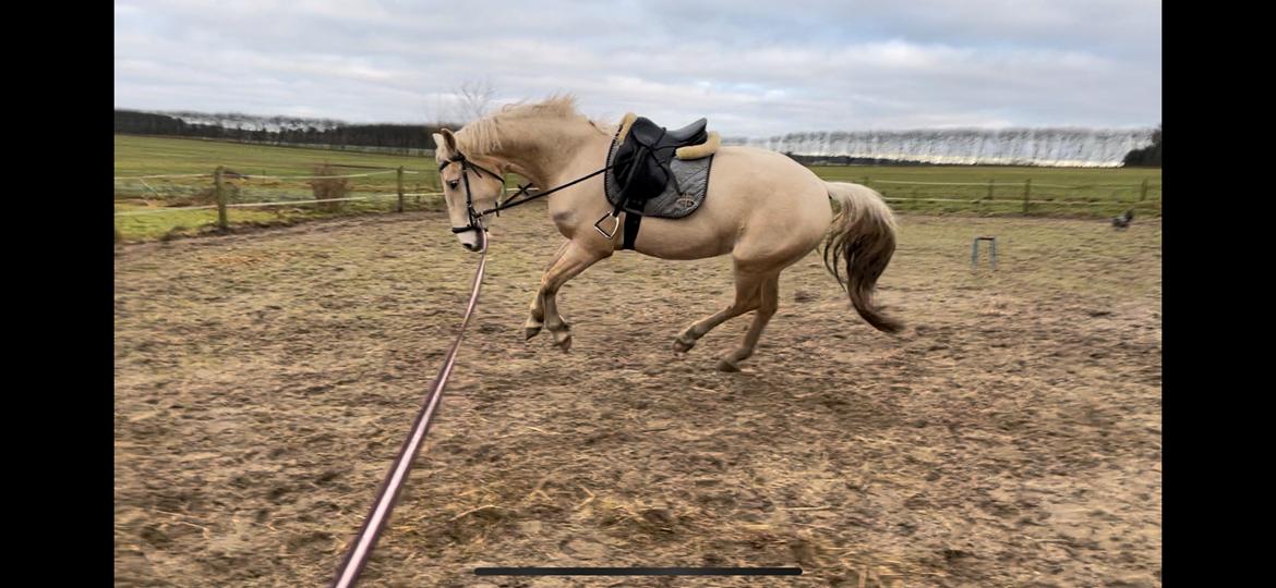 Frederiksborg Sia Fay billede 10