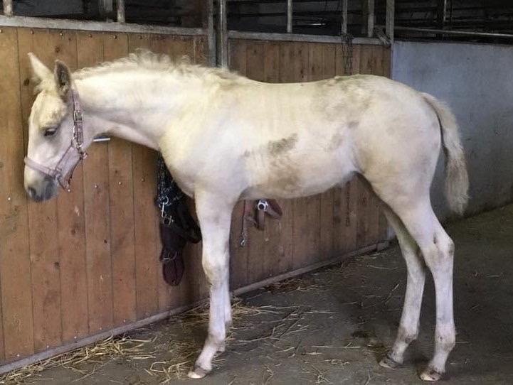 Frederiksborg Sia Fay billede 15