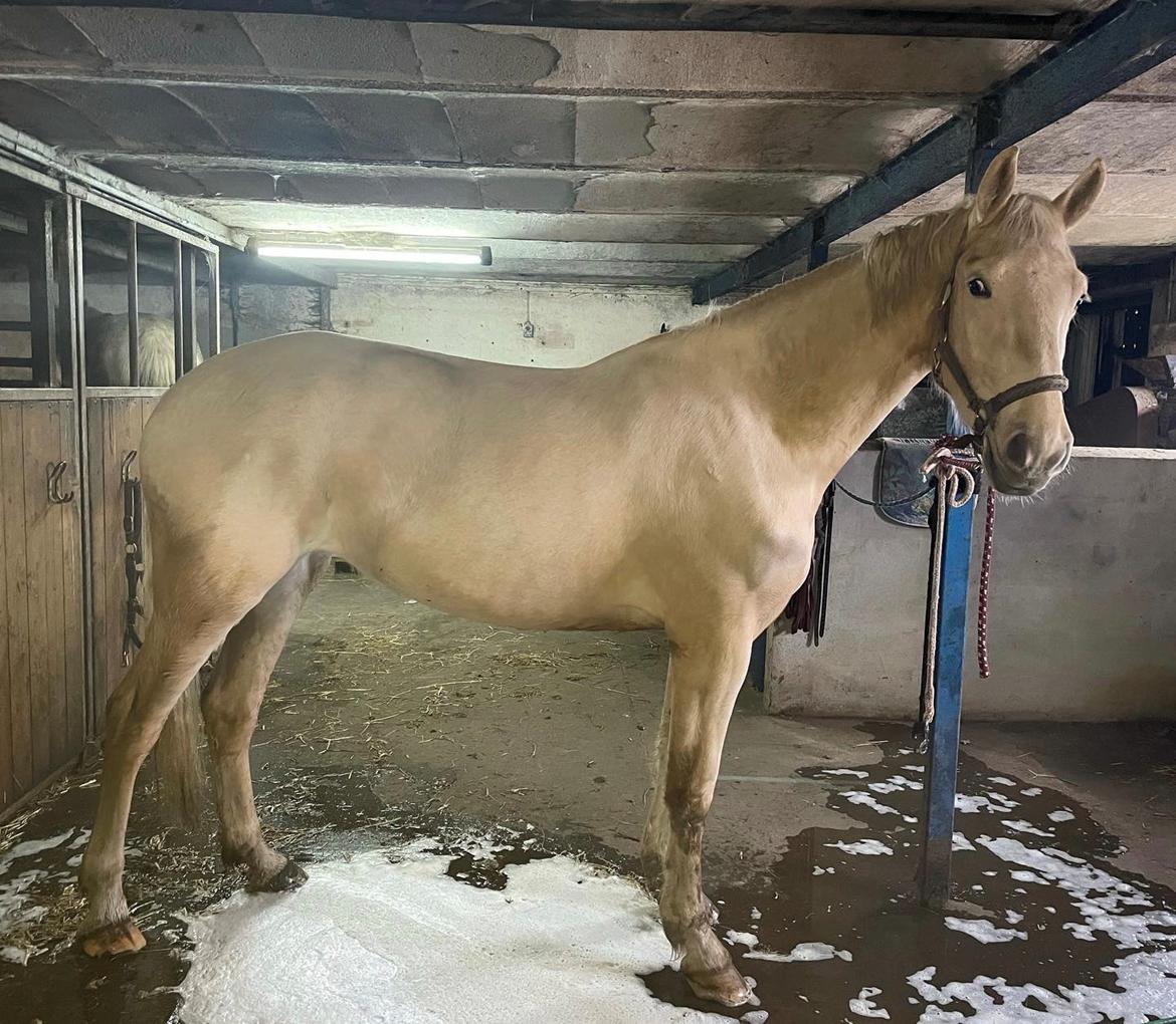 Frederiksborg Sia Fay billede 14