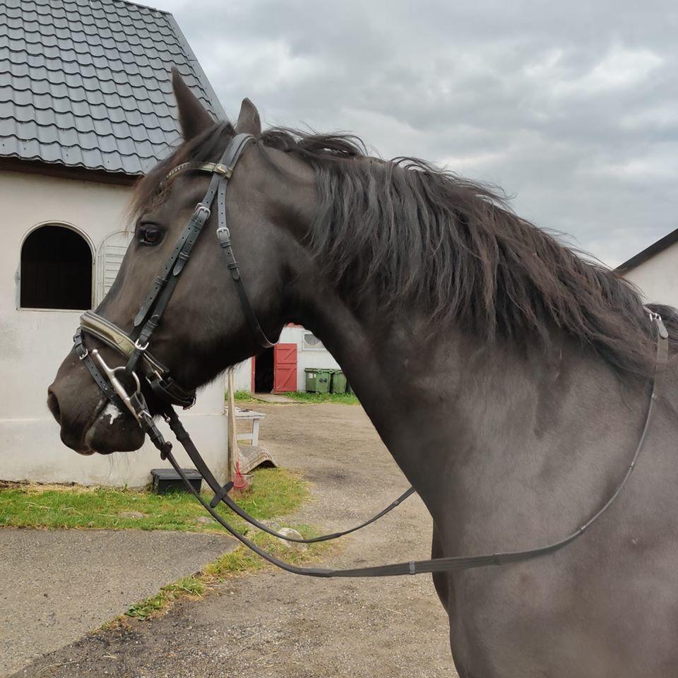 Anden særlig race Vidar billede 7