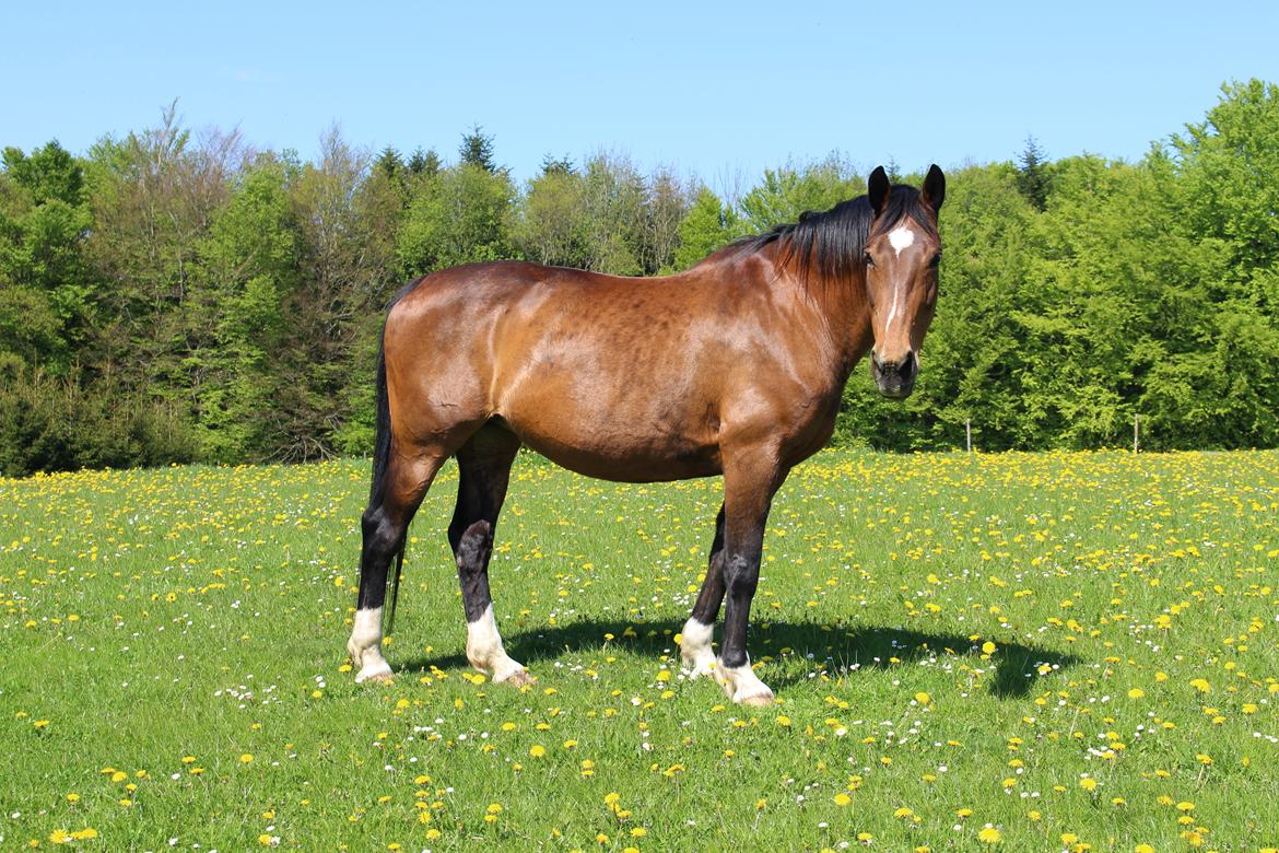 Dansk Varmblod Sunday Silence  - Velkommen til Sundays profil! :D billede 1