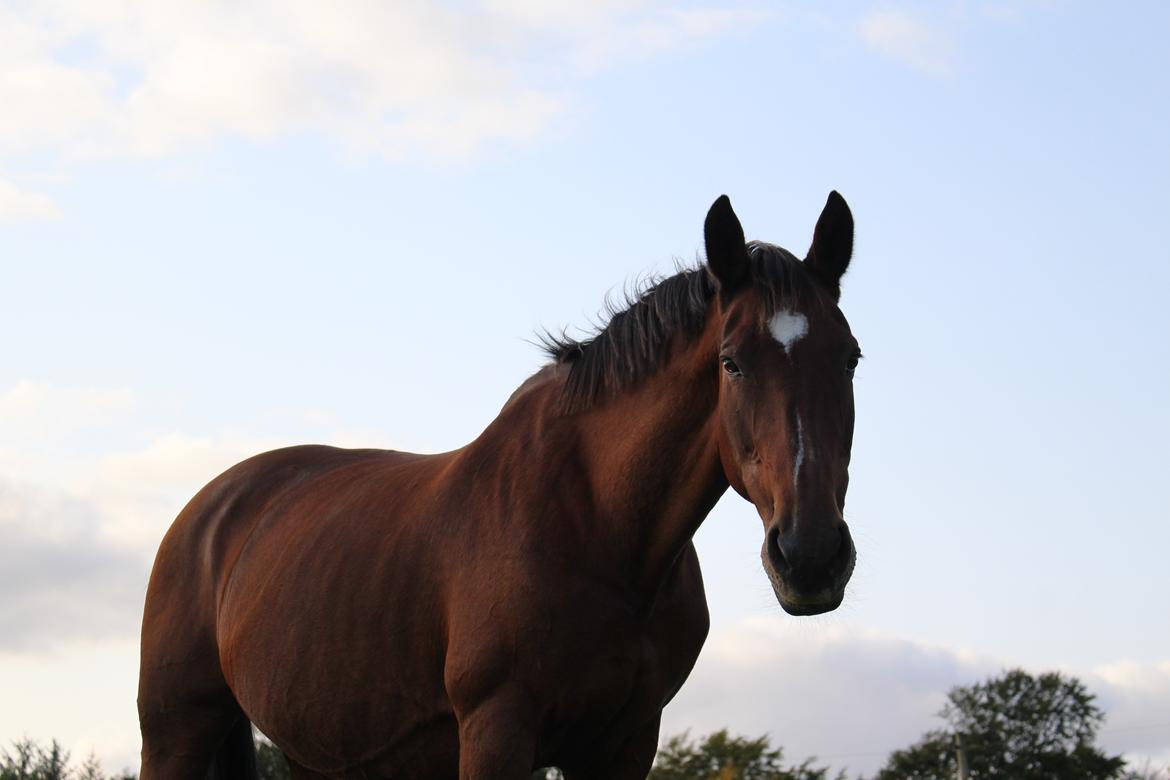 Dansk Varmblod Sunday Silence  - September 2020 billede 13