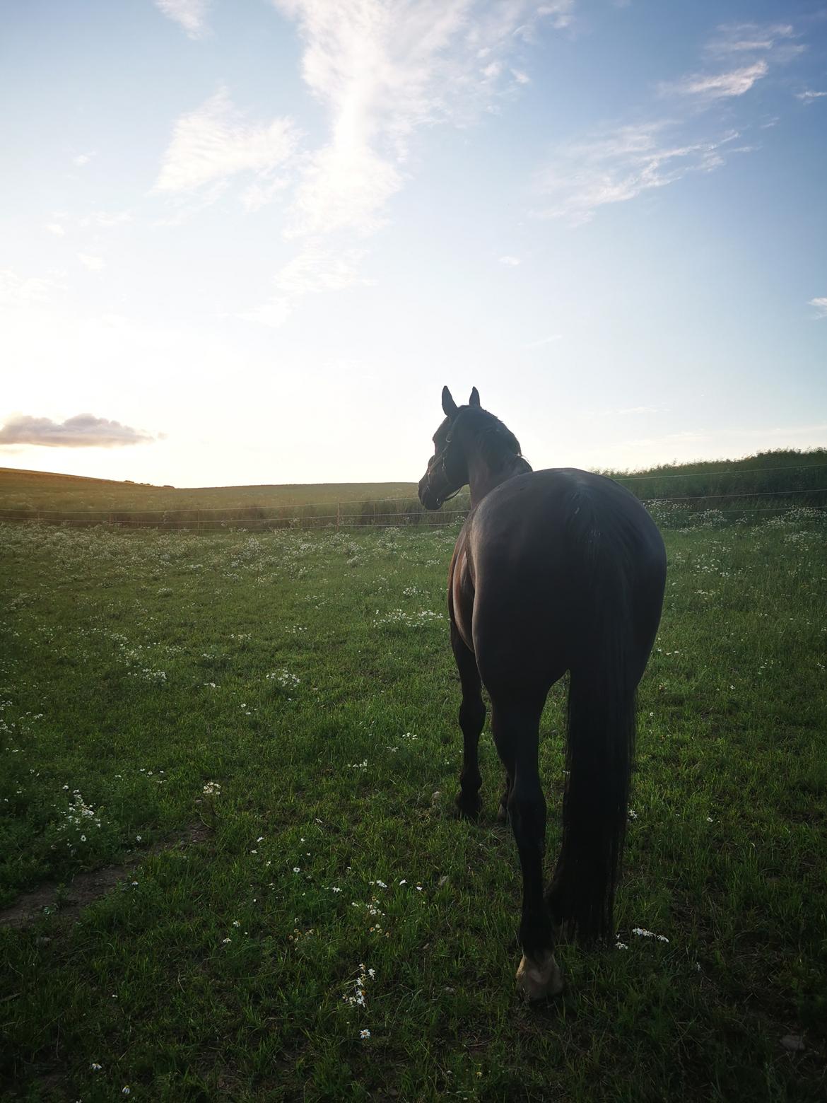 Oldenborg Flash * solgt* billede 3