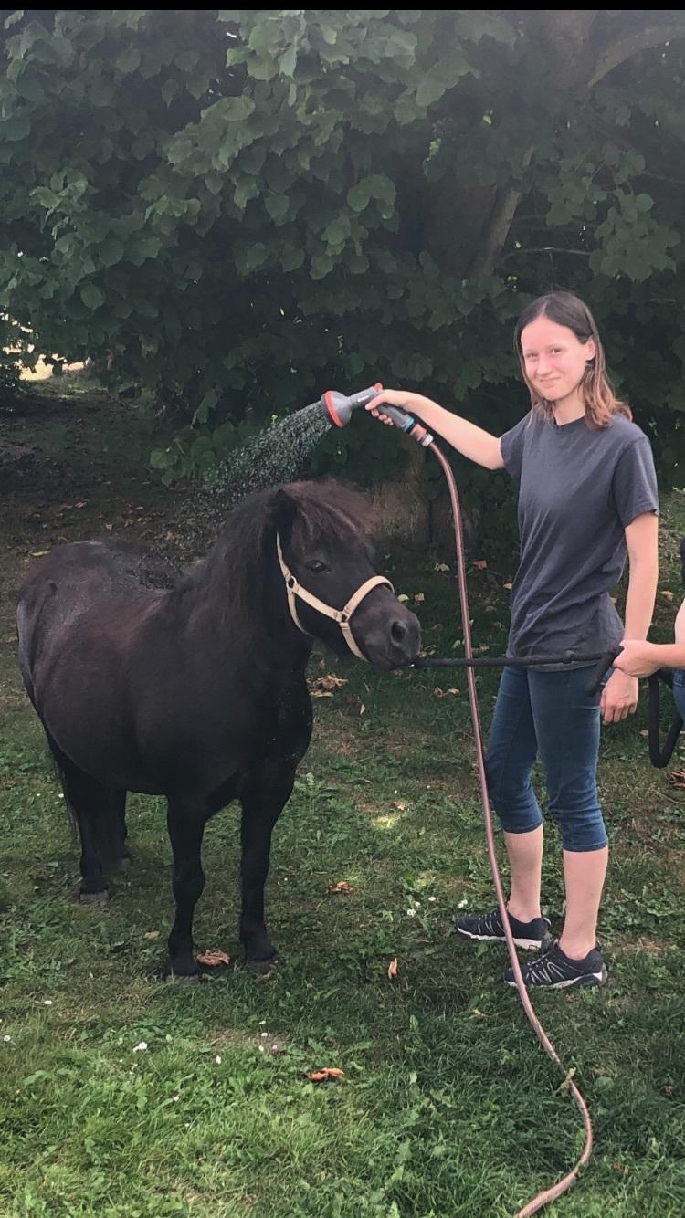 Shetlænder Tullamore Tulle billede 2