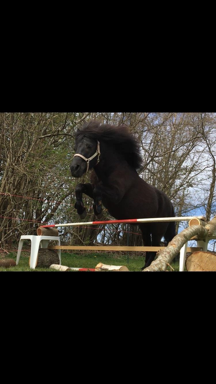 Shetlænder Tullamore Tulle billede 4
