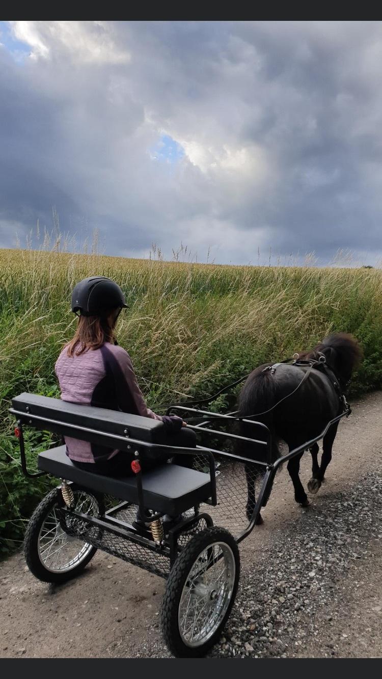 Shetlænder Tullamore Tulle billede 3
