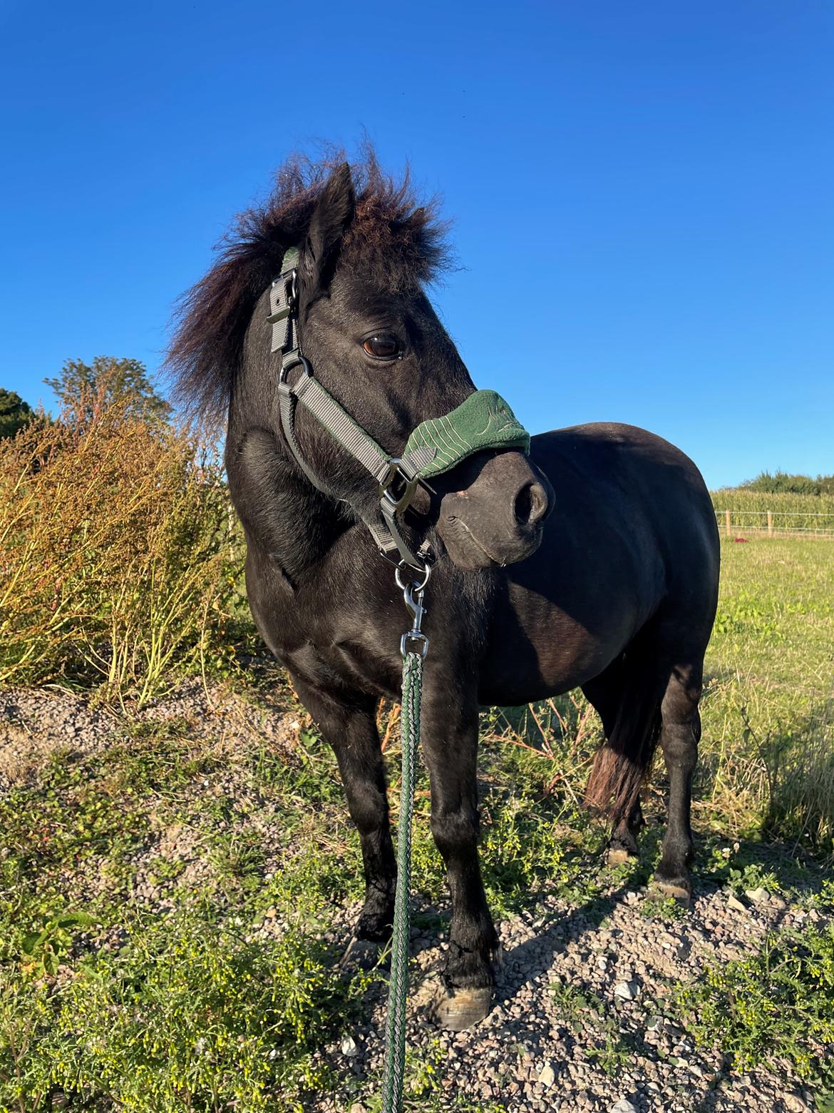 Shetlænder Tullamore Tulle billede 5
