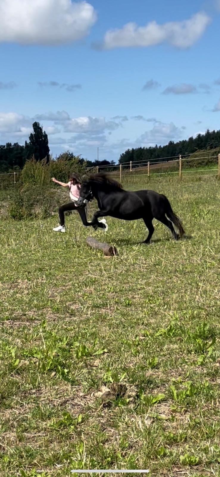 Shetlænder Tullamore Tulle billede 6