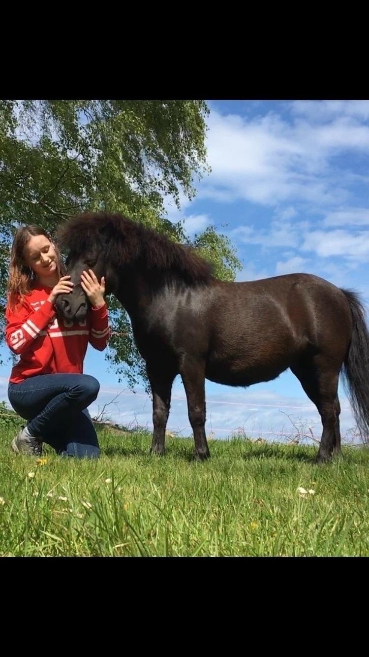 Shetlænder Tullamore Tulle billede 1
