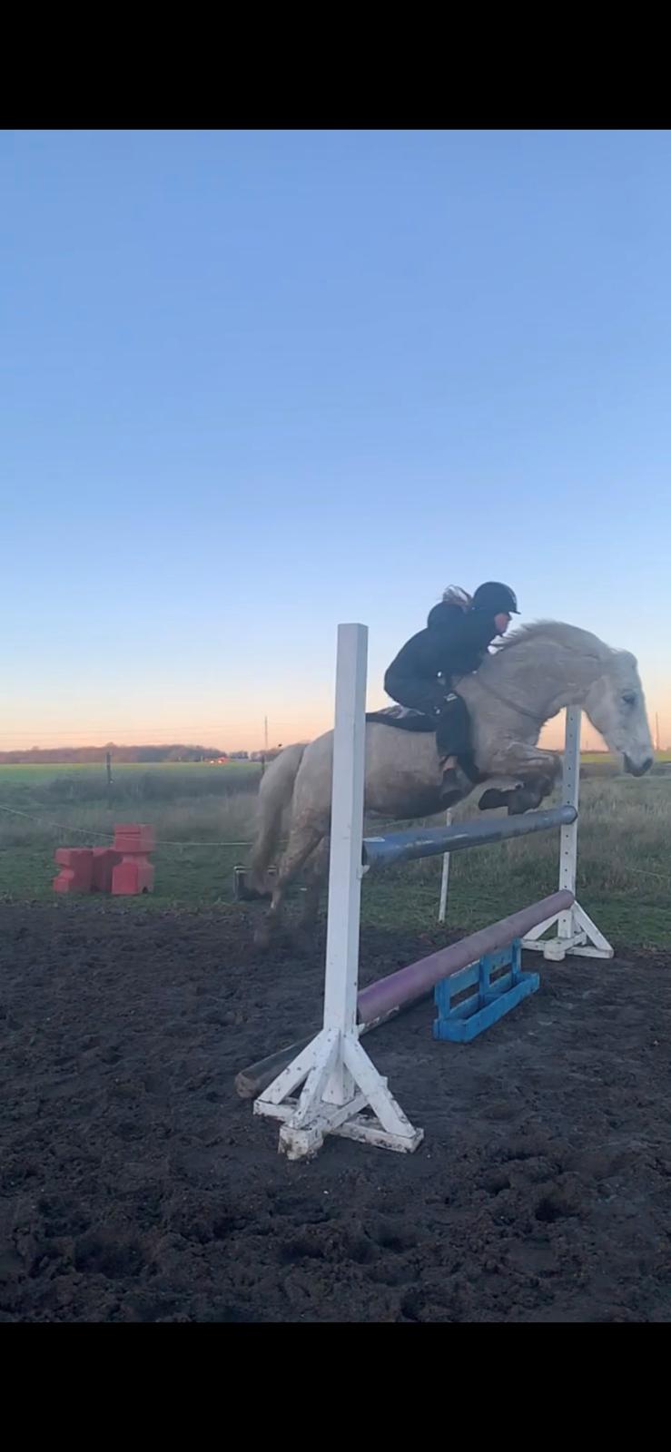 Anden særlig race Jolly jumper billede 2