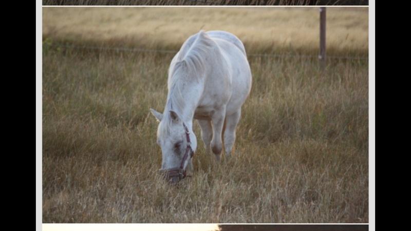 Anden særlig race Jolly jumper billede 3