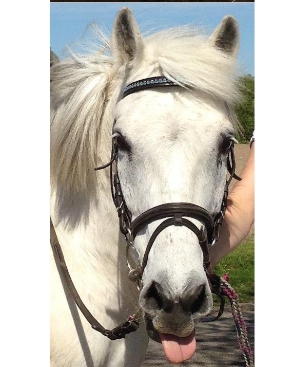 Anden særlig race Jolly jumper billede 4