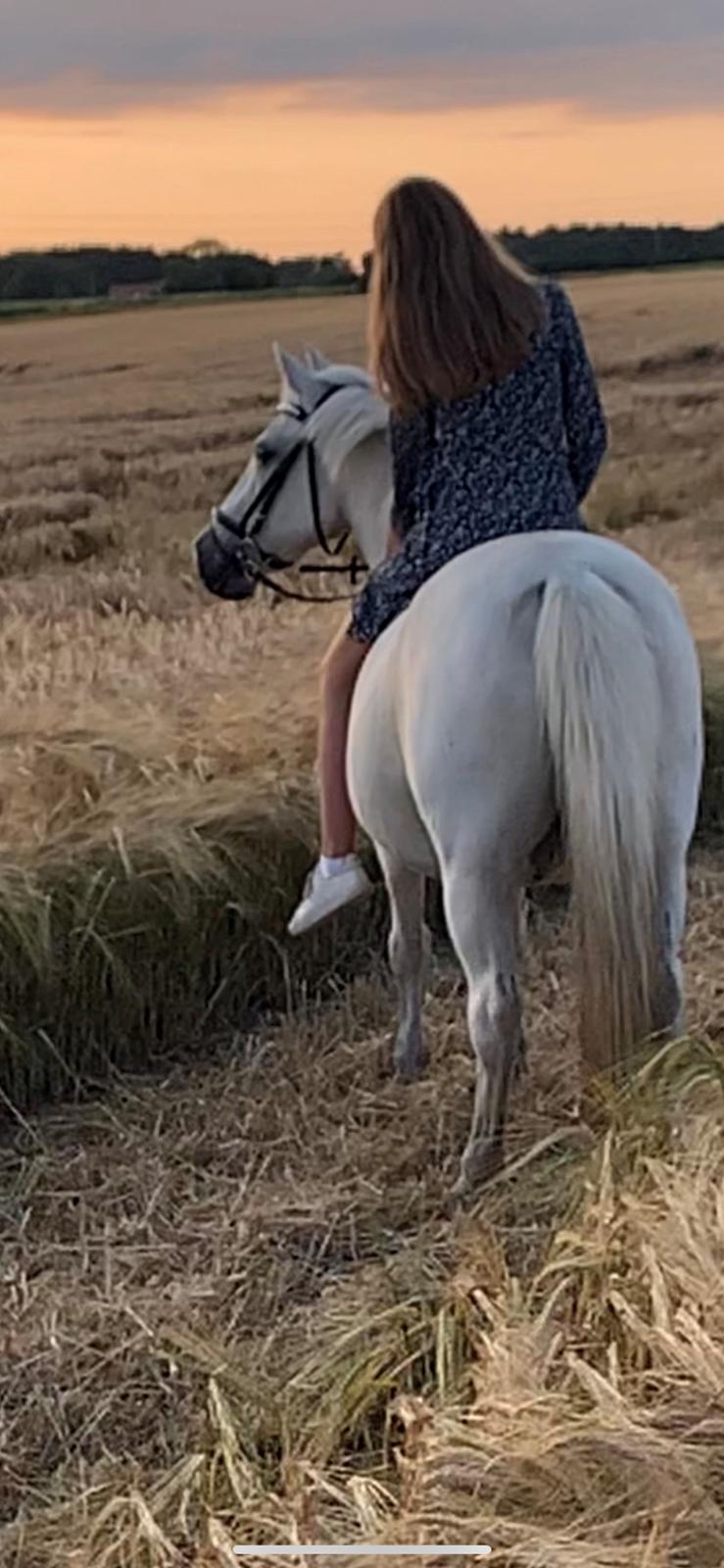 Anden særlig race Jolly jumper billede 5