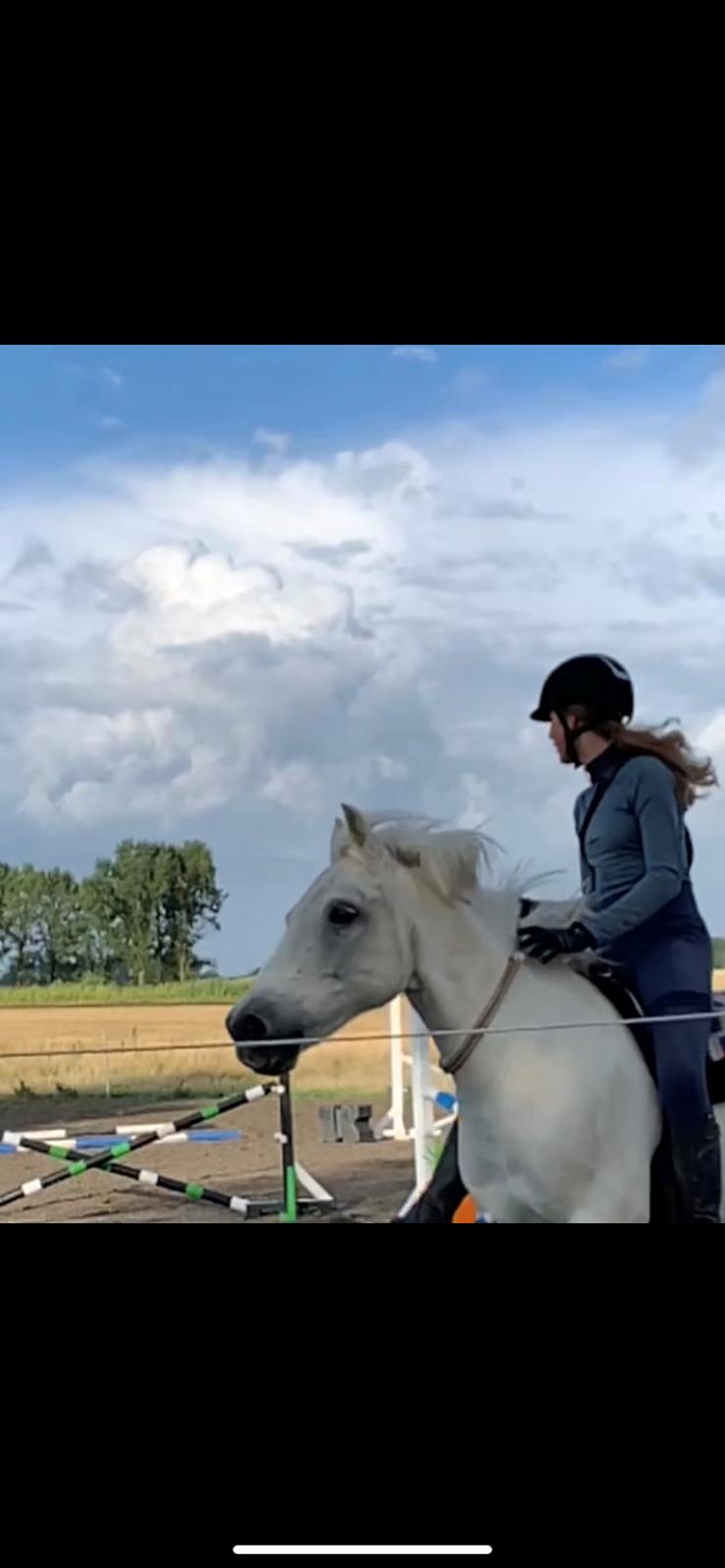 Anden særlig race Jolly jumper billede 1