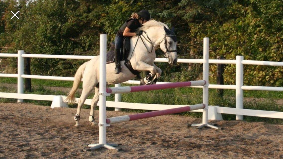 Anden særlig race Jolly jumper billede 6