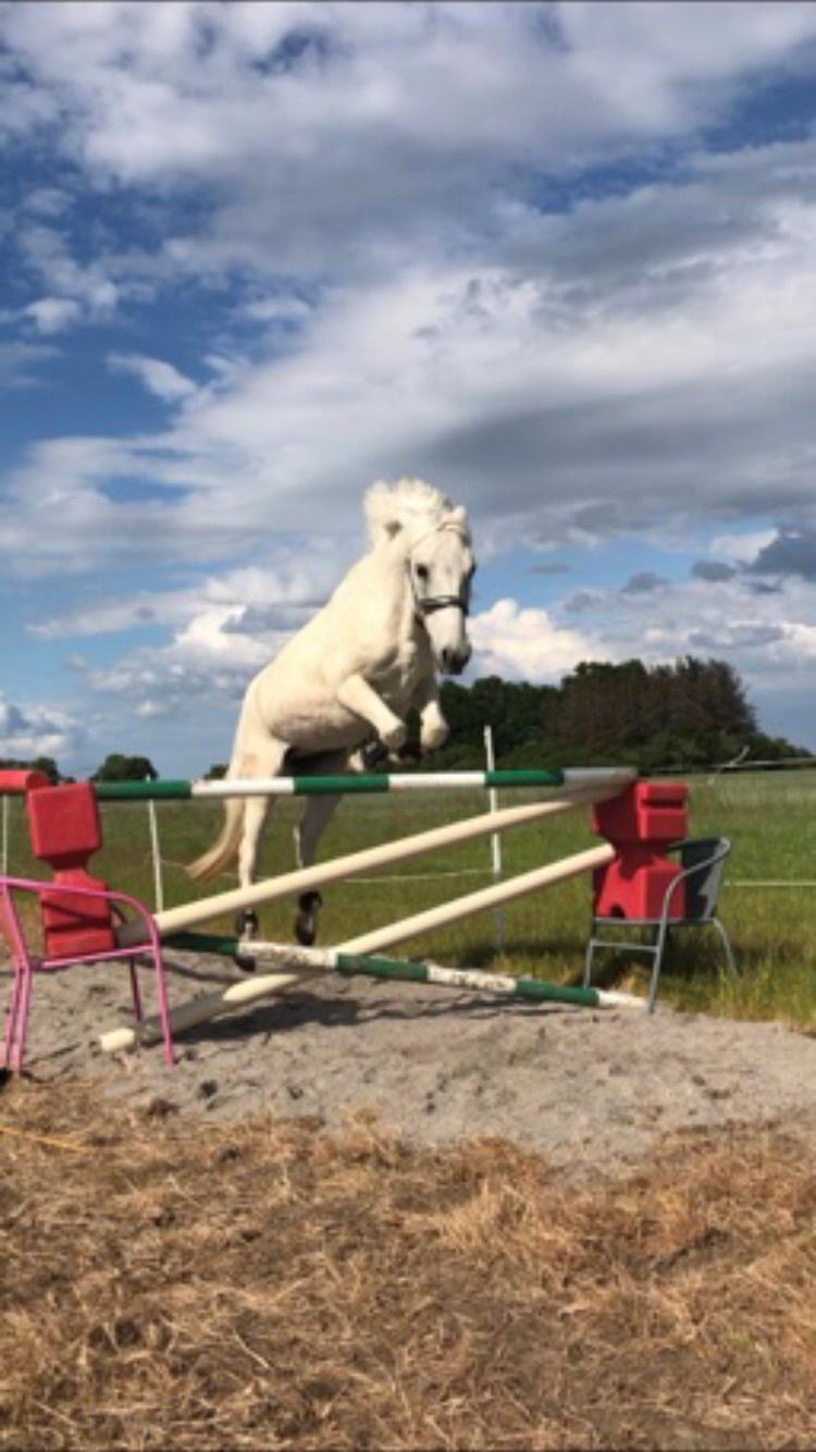 Anden særlig race Jolly jumper billede 7