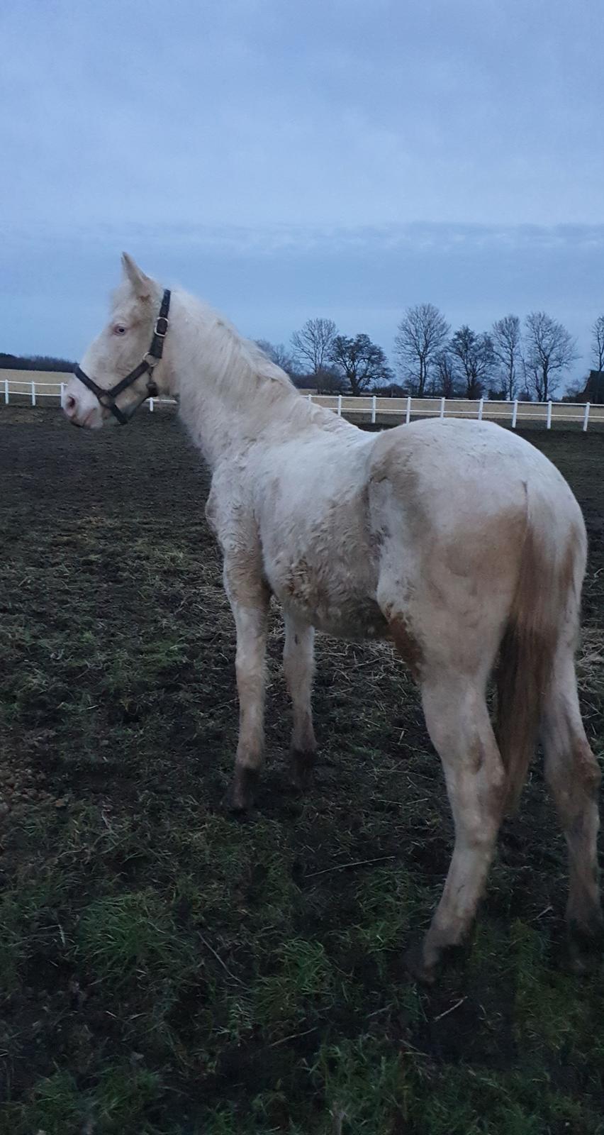 Anden særlig race Quiron Don Primero billede 1