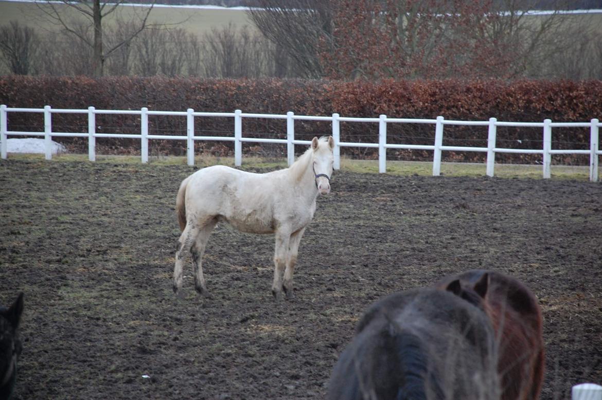 Anden særlig race Quiron Don Primero billede 2