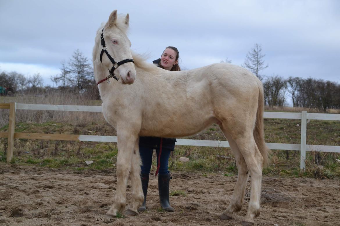 Anden særlig race Quiron Don Primero billede 3